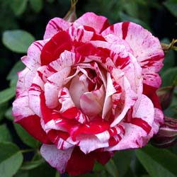 Roseira 'Pirate'